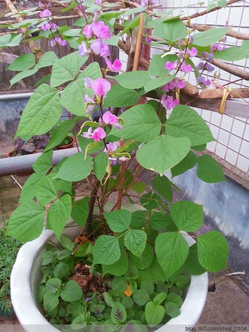 扁豆开花就掉原因