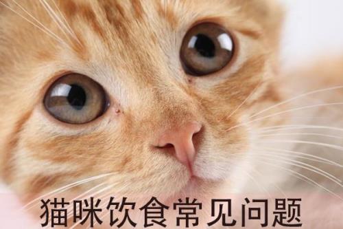 猫为什么喜欢吃红薯