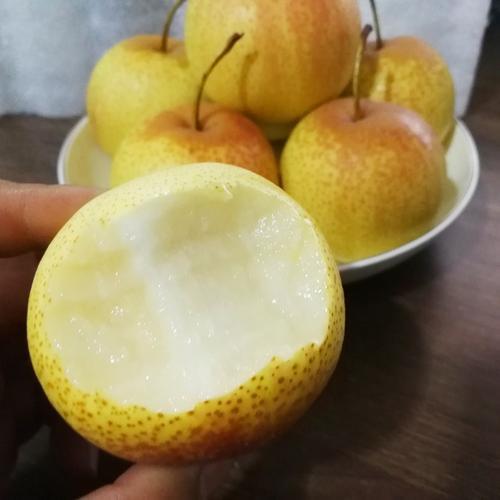 花盖梨上市时间