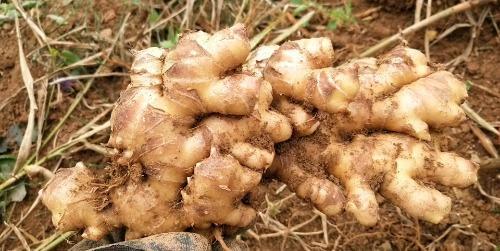 生姜圆头后能直接上市场卖吗