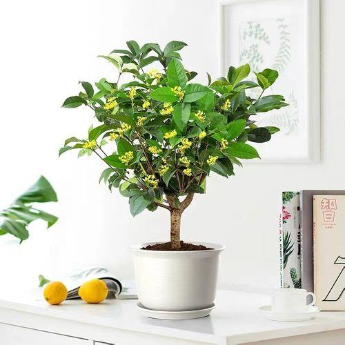 桂花树盆景可以放室内吗