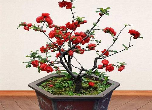 海棠花什么品种最好