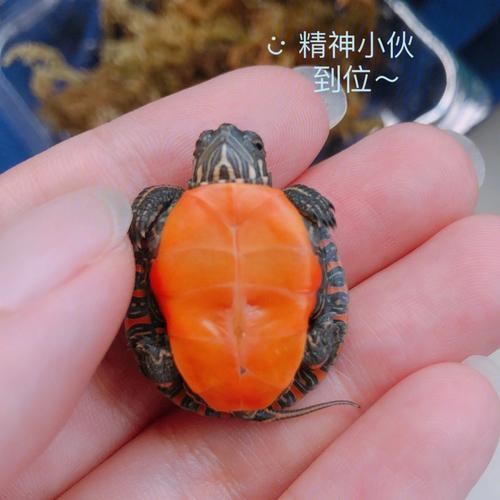 东锦龟产蛋率高么