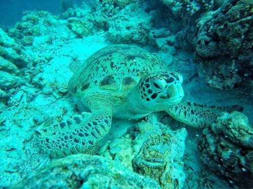 捕鱼海龟不放会怎么样