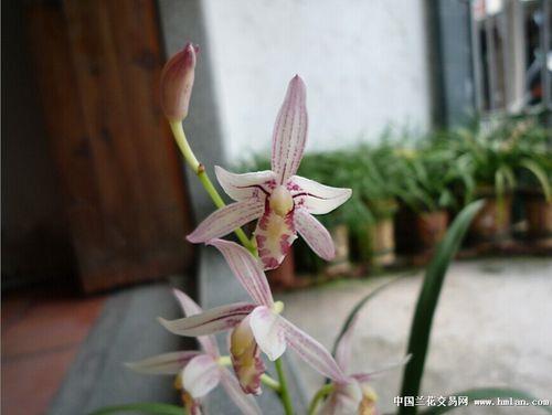 建兰如意粉荷优缺点