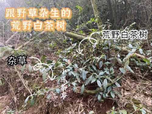 白茶树与红茶树有啥区别