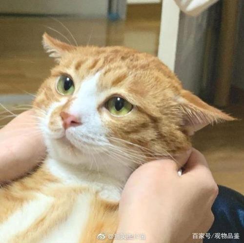 猫咪飞机耳是什么意思