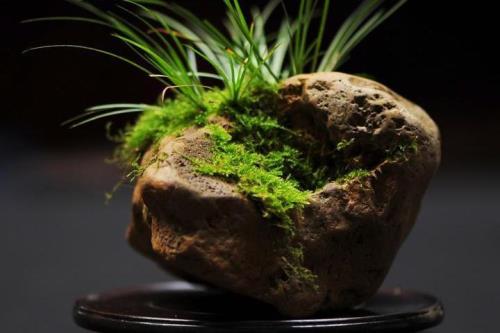 石菖蒲花介绍