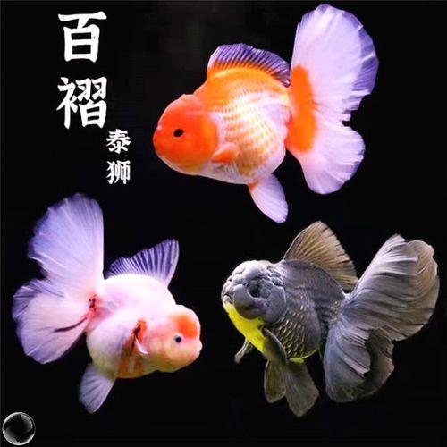 有哪些冷水观赏鱼最好养