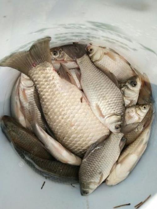 冬季流水钓鲫鱼的最佳方法