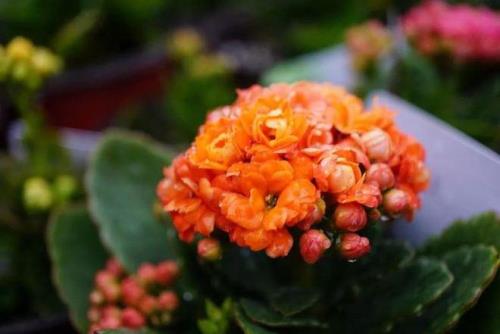 九月份长寿花施尿素好吗