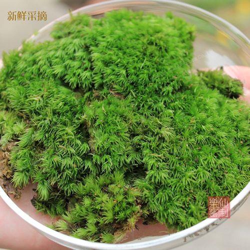 朵朵苔藓与星星癣的区别