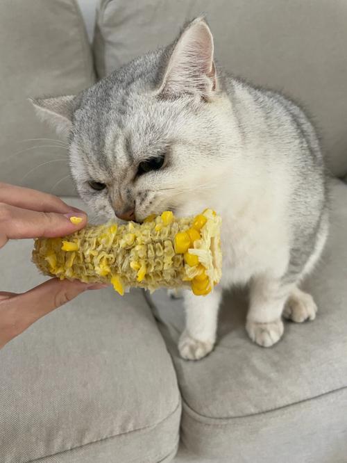 猫可以吃红薯吗,熟的