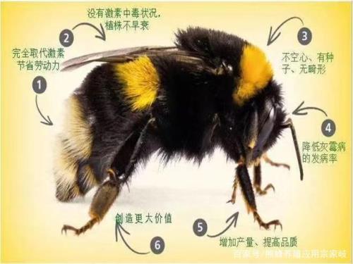 熊蜂为什么不能在我国普遍养殖