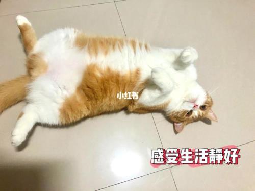 猫咪自己在家一天可以吗
