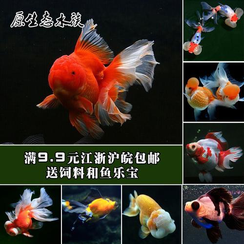 兰寿可以和宝莲灯一起养吗