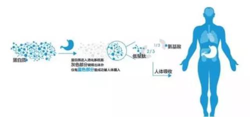 小肽和多肽有什么区别