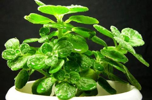 碰碰香怎样种植