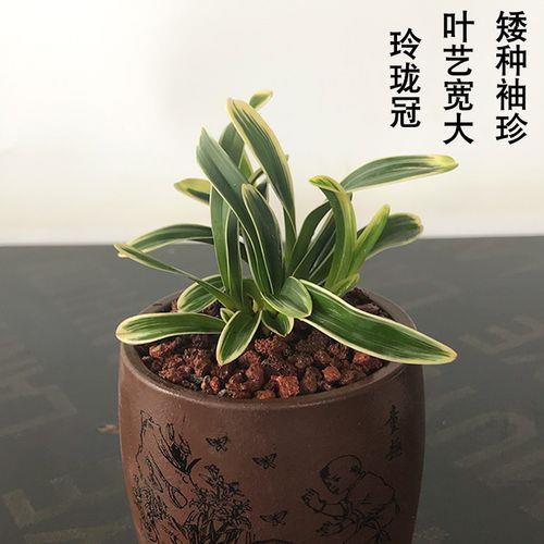 兰花放在客厅怎么养