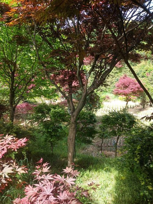 地栽羽毛枫的养殖方法