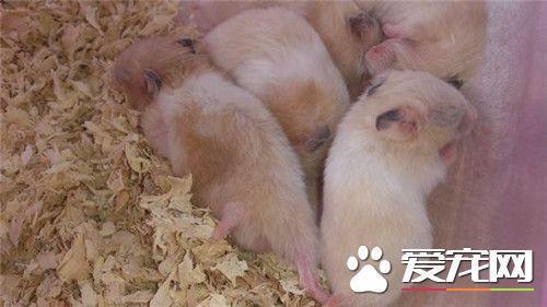 金丝熊可以闻蚊香吗