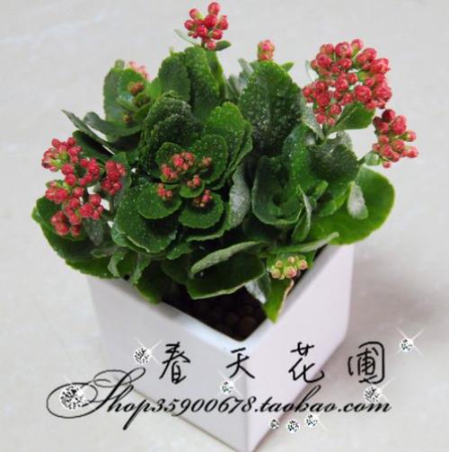 长寿花盆栽