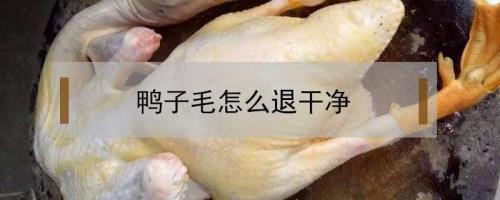 脱鸭毛的蜡怎么清洗干净