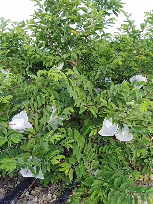 潮汕林檎种植管理技术