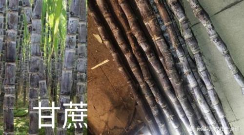 甘蔗原芽死后会重长吗