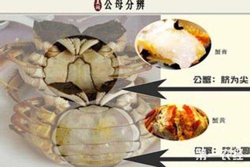 雌的是公的还是母的