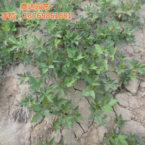 花椒芽摘掉还结不结花椒