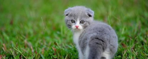 猫咪的智商有多高