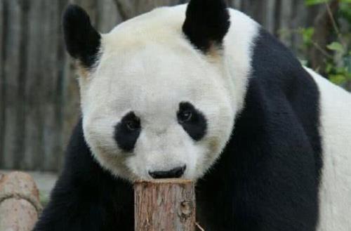 大熊猫的外形特征和生活习性