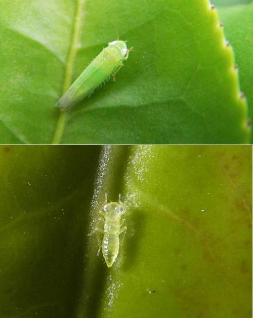 a开头的非常小的昆虫