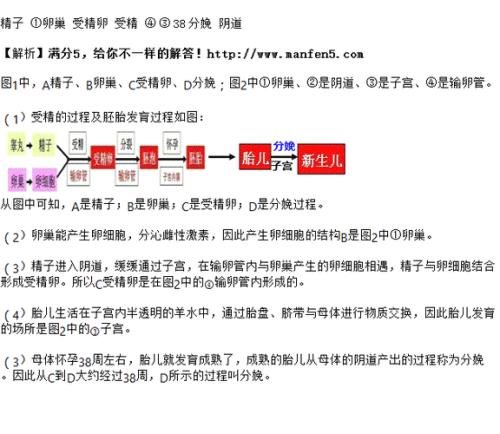人体中产生卵细胞的器官是