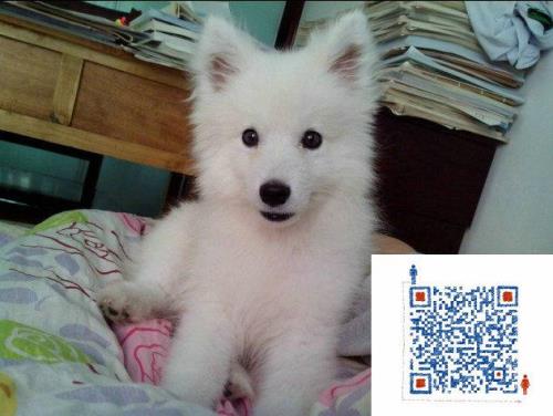 银狐和银狐可以合笼吗