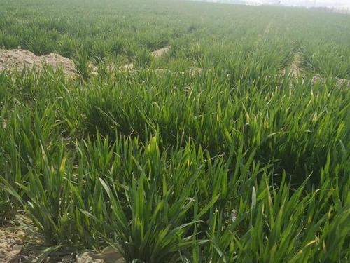 芸苔素14可以和硫磺混喷吗