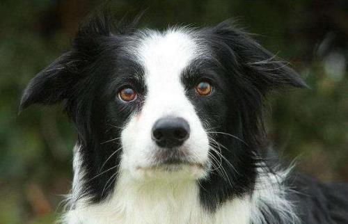 牧羊犬优缺点