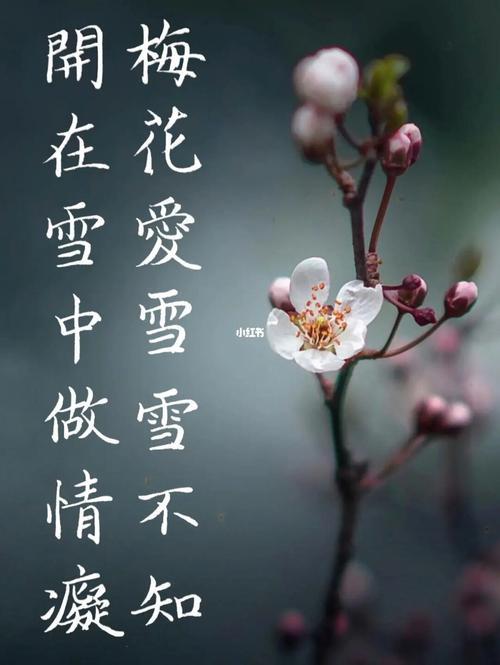 梅花爱雪雪不知全诗是什么意思