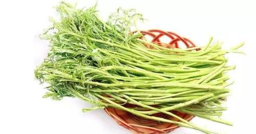 7月的芦蒿能吃吗