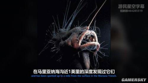 马里亚纳海沟最深处有什么动物