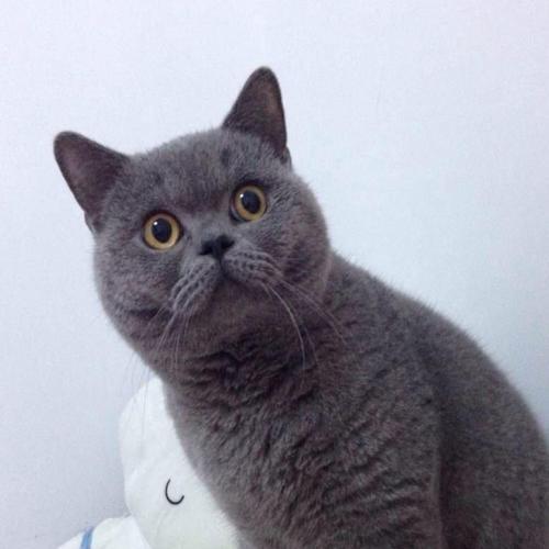 蓝猫寿命一般是多少
