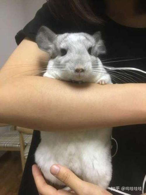 龙猫洗澡后怎么去灰