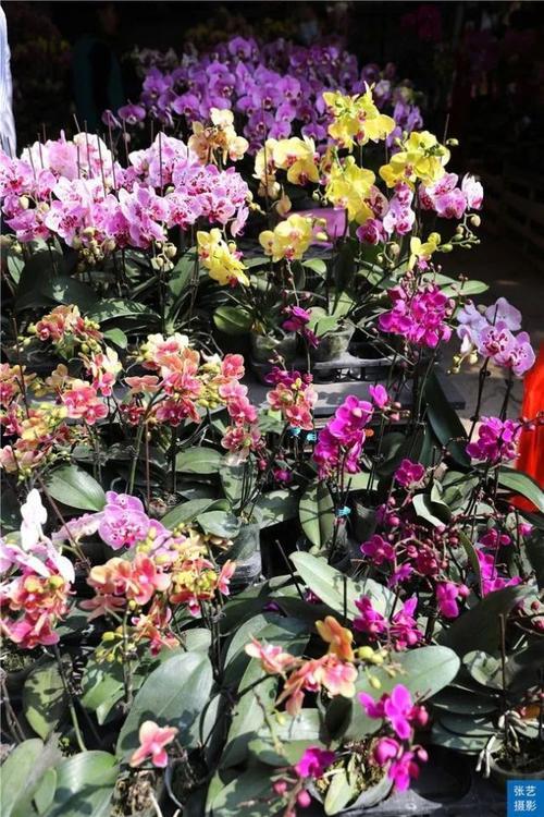 广州花会时间