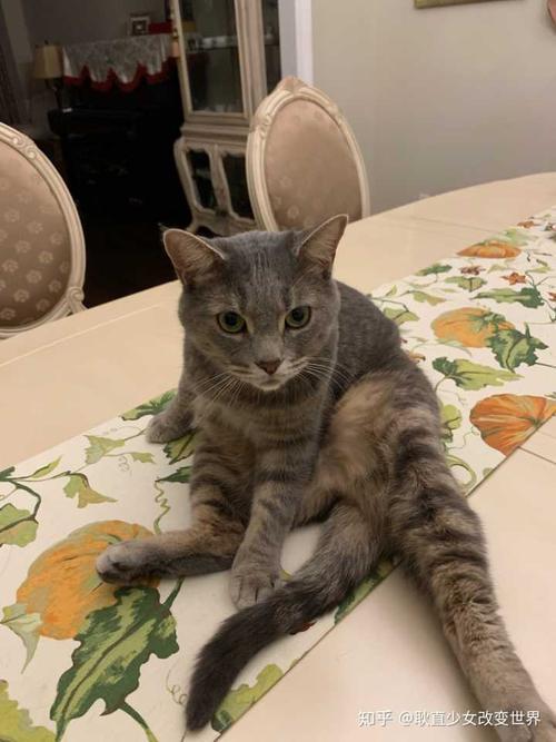 猫7斤算大吗