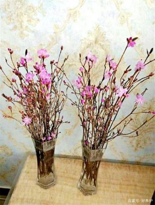 干枝花怎么泡水开花时间长
