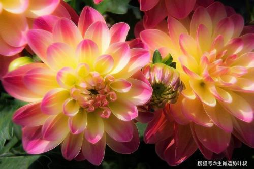 如荼如火是什么意思