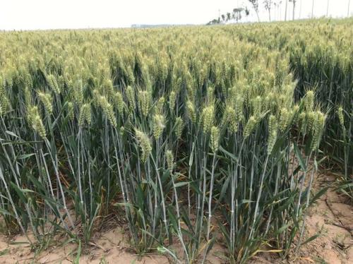 苏北地区最高产的小麦品种