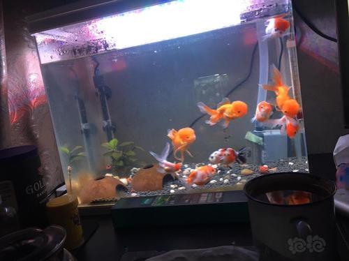 60的鱼缸养7只兰寿可以吗