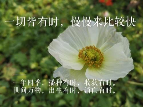 慢慢来比较快，什么意思